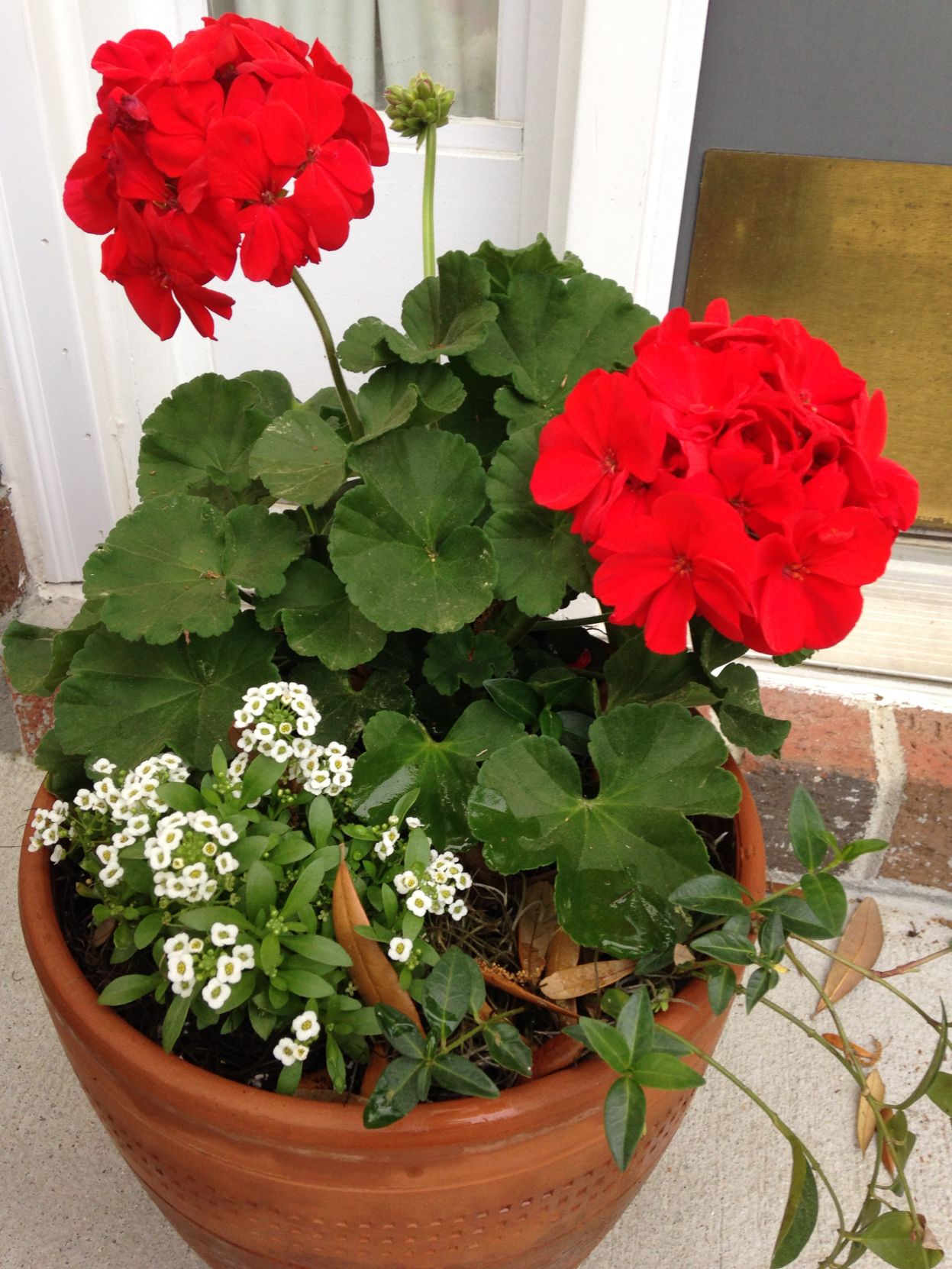 Geranium